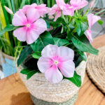 Vinca planta de exterior en maceta