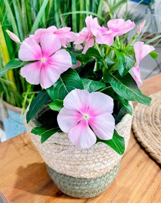 vinca-planta-exterior-maceta
