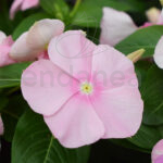 Vinca planta de exterior Rosa