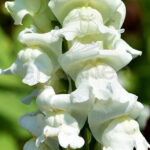 Antirrhinum Majus Boca Dragón flor Blanca