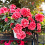 Azalea Índica Planta de Exterior