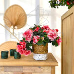 Azalea Índica Planta de Exterior
