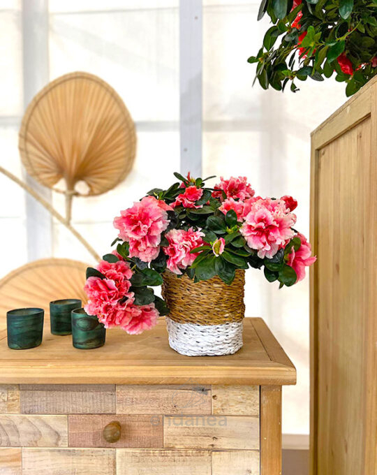 azalea-indica-decoracion-interior