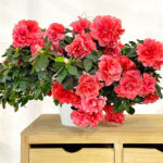 Azalea Índica Planta de Exterior