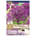 Bulbo Allium Aflatunense Purple Sensation