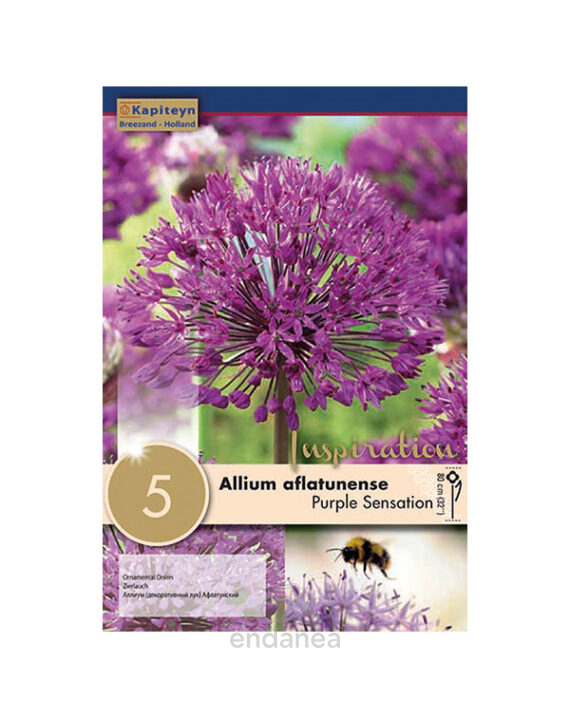 Bulbo Allium Aflatunense Purple Sensation