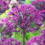 Bulbo Allium Aflatunense Purple Sensation