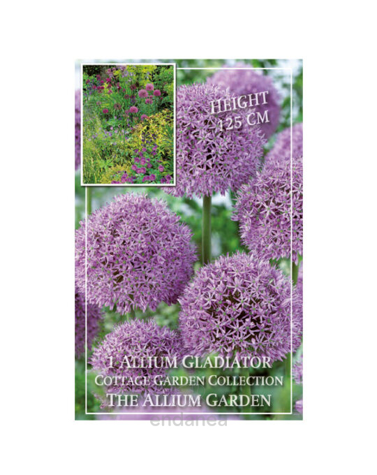 bulbo-allium-gladiator