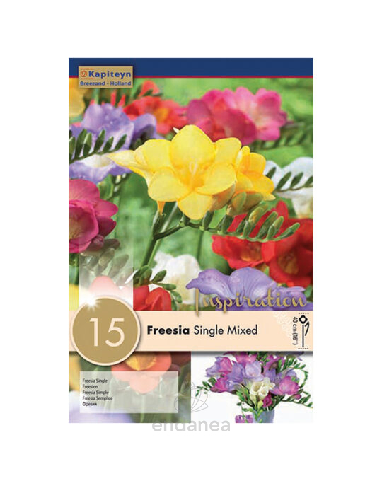 bulbo-freesia-simple-single-mixed