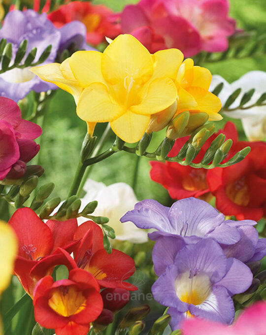 bulbo-freesia-simple-single-mixed-flores
