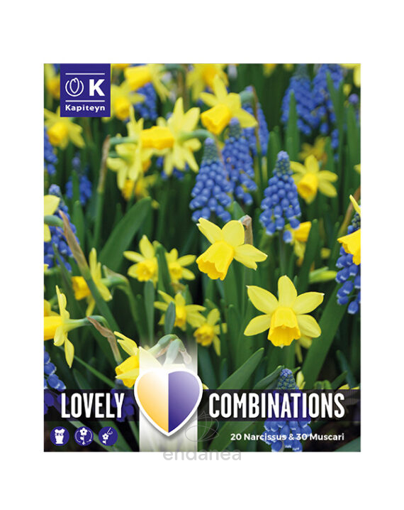 Bulbo Lovely Combinations Narciso-Muscaria