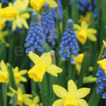 Bulbo Lovely Combinations Narciso-Muscaria