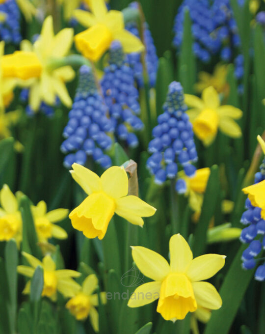 bulbo-lovely-combinations-narciso-muscari-flores