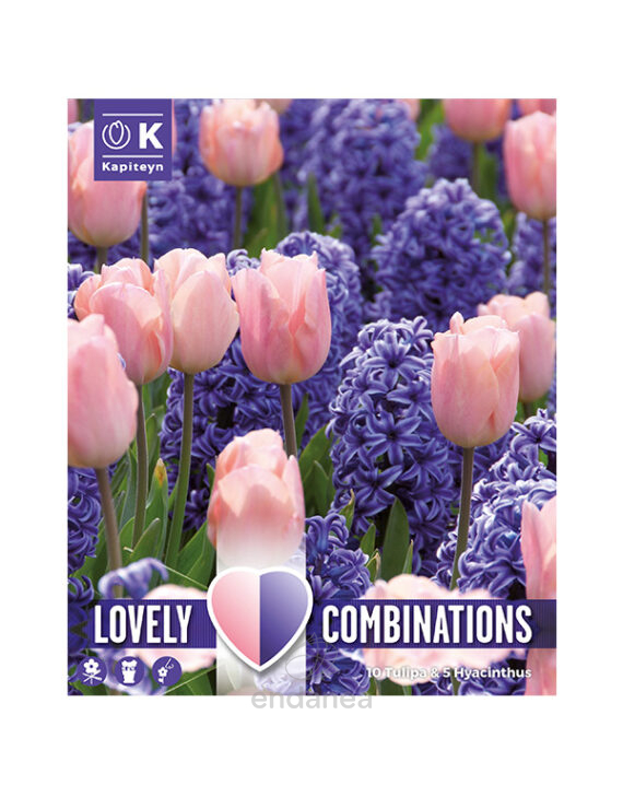 Bulbo Lovely Combinations Tulipán-Jacinto