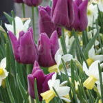 Bulbo Lovely Combinations Tulipán-Narciso