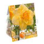 Bulbo Narciso Orange Juice