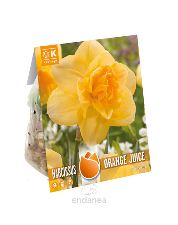 Bulbo Narciso Orange Juice