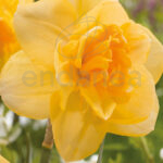 Bulbo Narciso Orange Juice