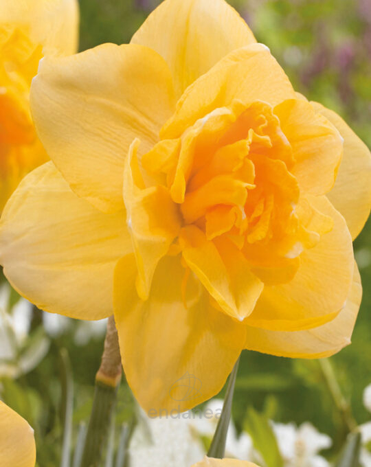 bulbo-narciso-orange-juice-envase-6-bulbos-flor