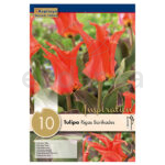 Bulbo Tulipán Fosteriana Rigas Barikades