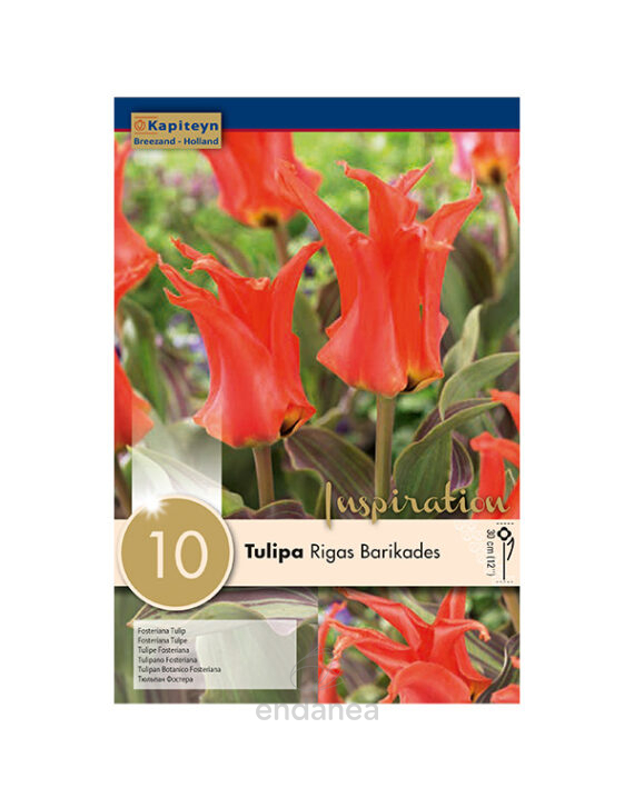 Bulbo Tulipán Fosteriana Rigas Barikades
