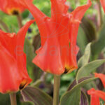 Bulbo Tulipán Fosteriana Rigas Barikades Flores