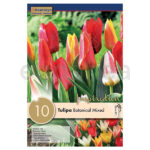 Bulbo Tulipán Botanical Mixed