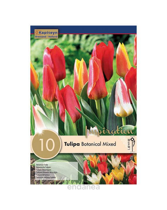 Bulbo Tulipán Botanical Mixed
