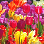 Bulbo Tulipán Botanical Mixed