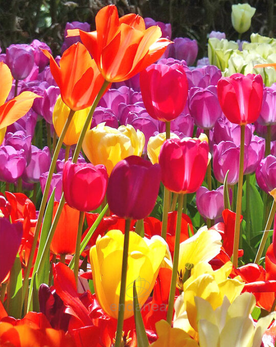 bulbo-tulipan-botanico-mezclado-mixed-flor-jardin