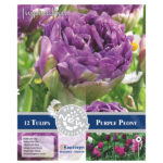 Bulbo Tulipán Doble Precoz Purple Peony