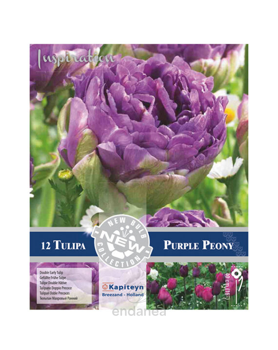 Bulbo Tulipán Doble Precoz Purple Peony