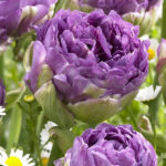 Bulbo Tulipán Doble Precoz Purple Peony