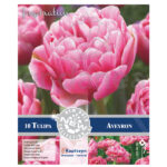 Bulbo Tulipán Doble Tardío Aveyron