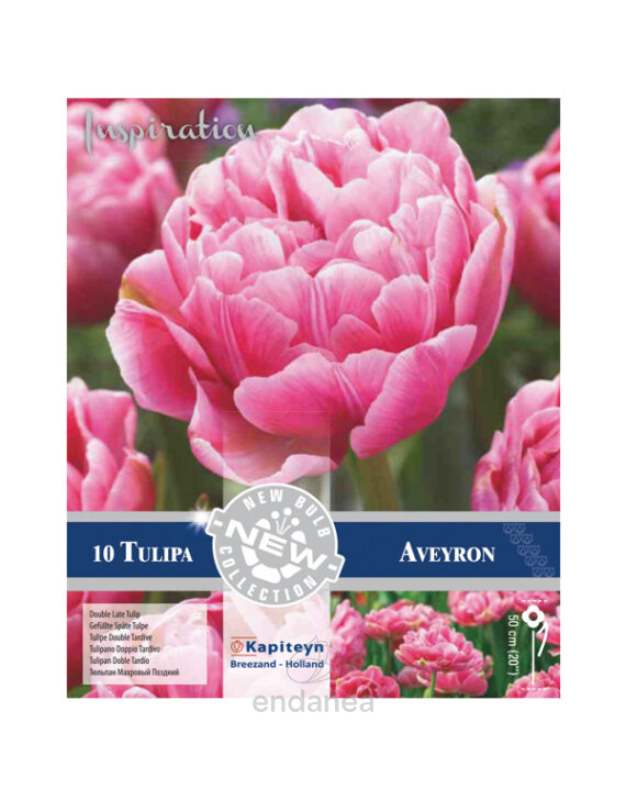 Bulbo Tulipán Doble Tardío Aveyron