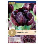 Bulbo Tulipán Doble Tardío Black Hero
