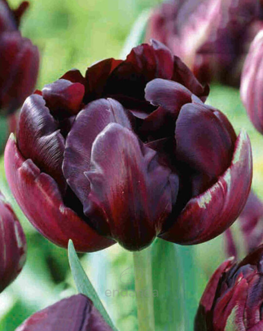 bulbo-tulipan-doble-tardio-black-hero-flores