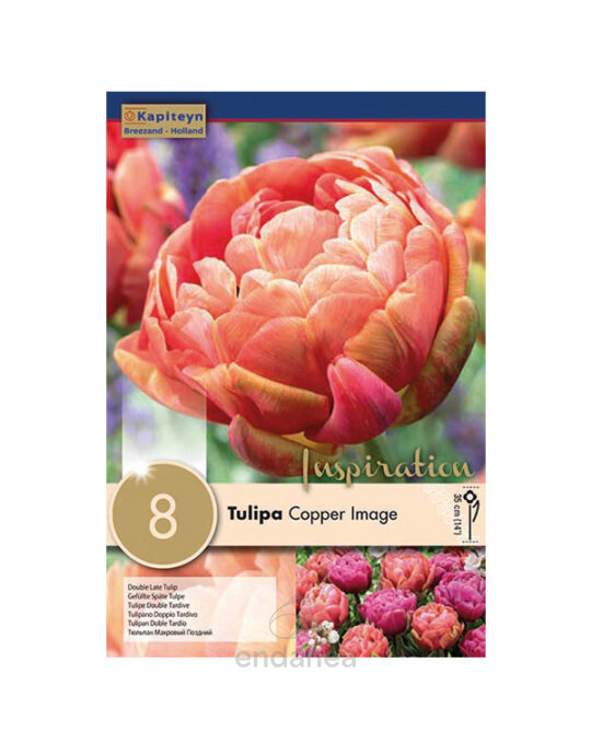 bulbo-tulipan-doble-tardio-copper-image