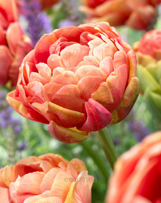 bulbo-tulipan-doble-tardio-copper-image-flor