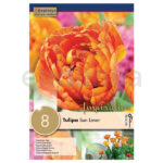 Bulbo Tulipán Doble Tardío Sun Lover