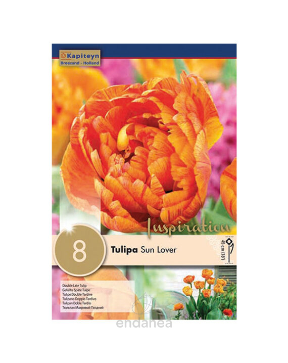 Bulbo Tulipán Doble Tardío Sun Lover