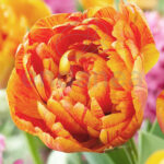 Bulbo Tulipán Doble Tardío Sun Lover
