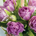 Bulbo Tulipán Wedding Bouquet