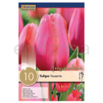 Bulbo Tulipán Simple Tardío Yosemite