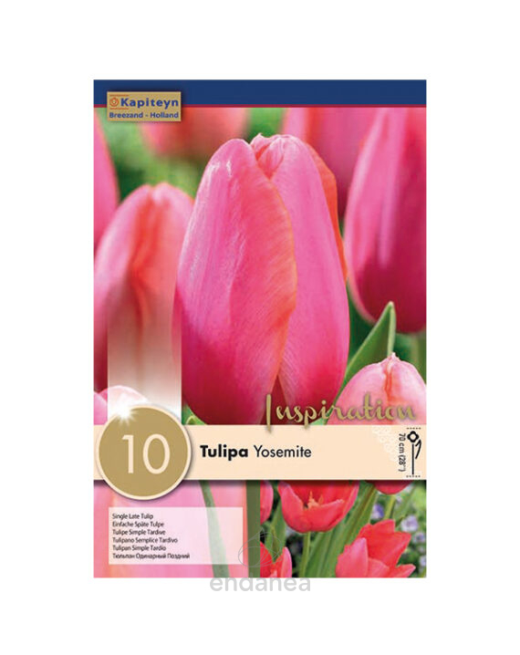 Bulbo Tulipán Simple Tardío Yosemite