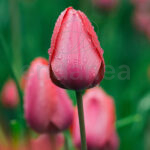 Bulbo Tulipán Simple Tardío Yosemite