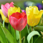 Bulbo Tulipán Triumph Mixed