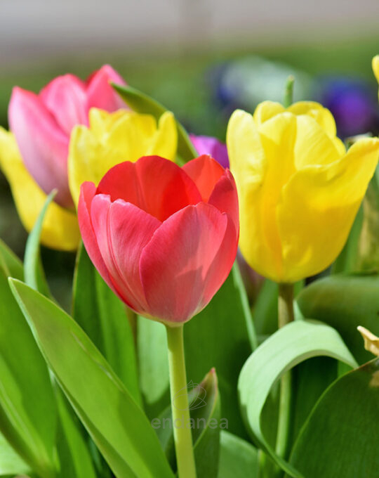 bulbo-tulipan-triumph-mixed-kapiteyn-floracion