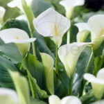 Bulbo Zantedeschia Aethiopica