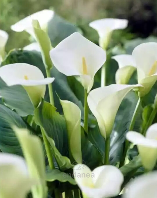 bulbo-zantedeschia-aethiopica-flores